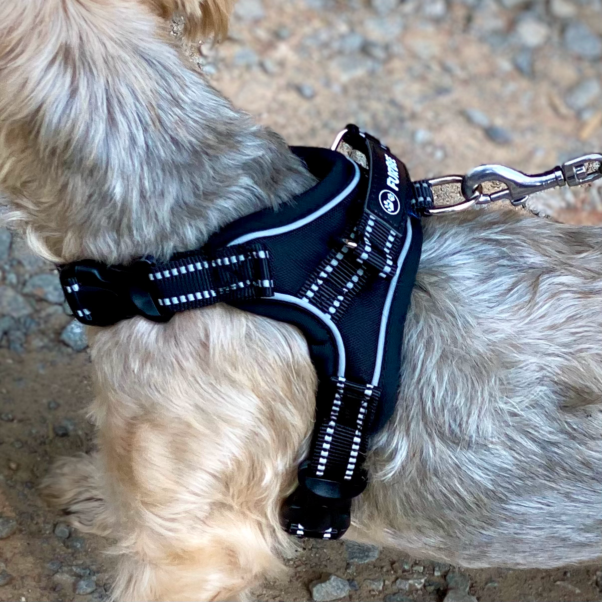Dog Harness