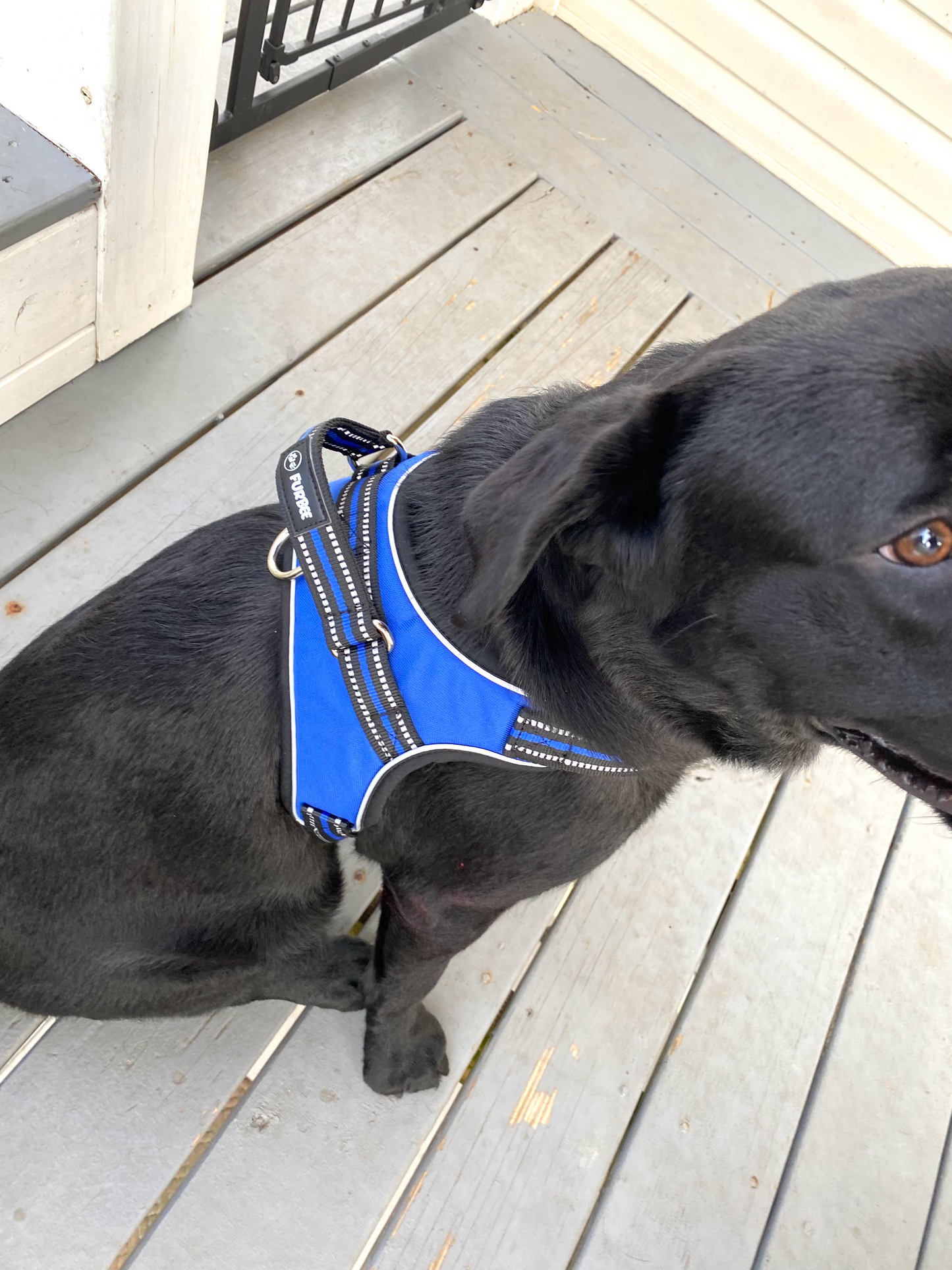 Dog Harness