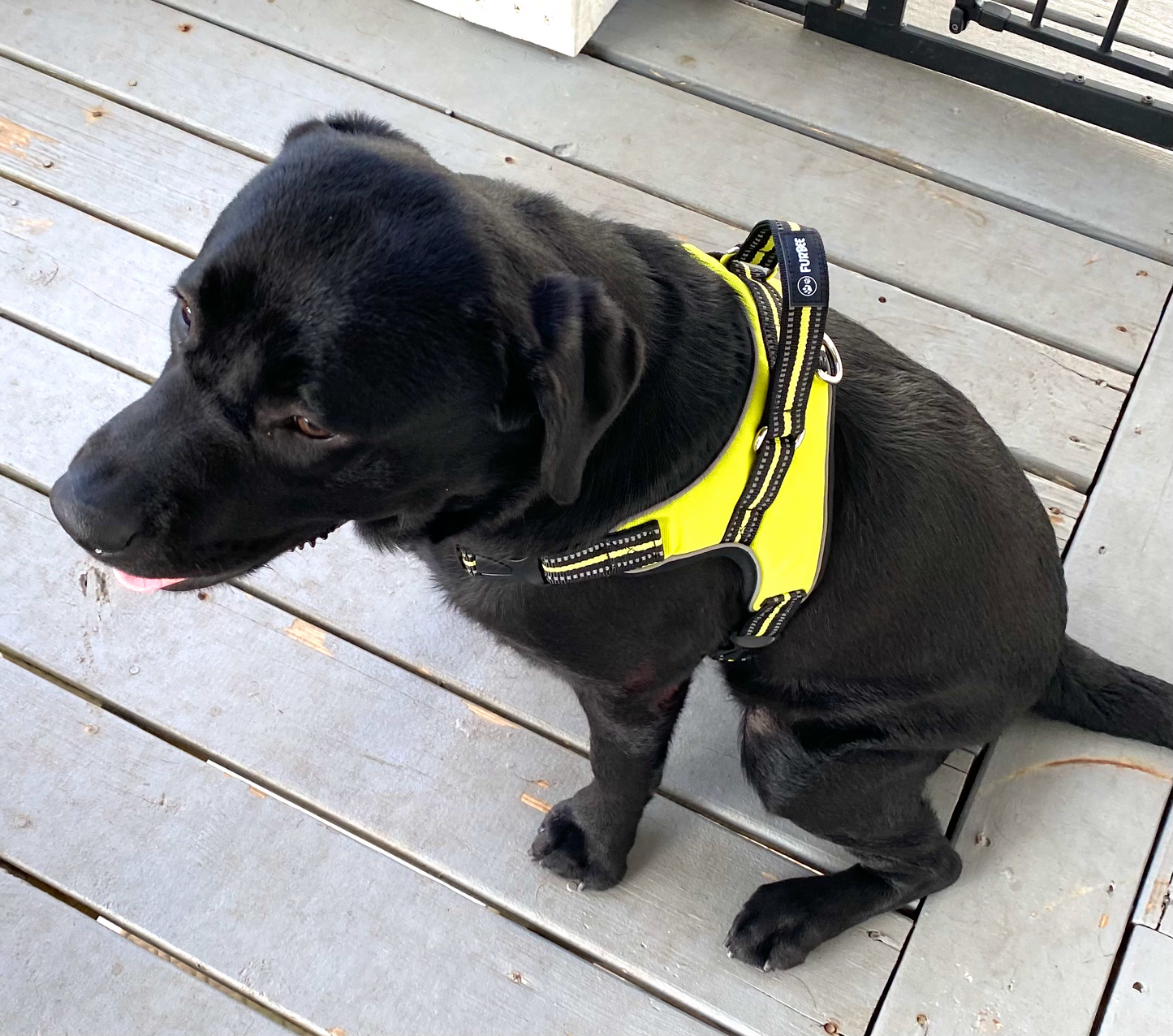 Dog Harness