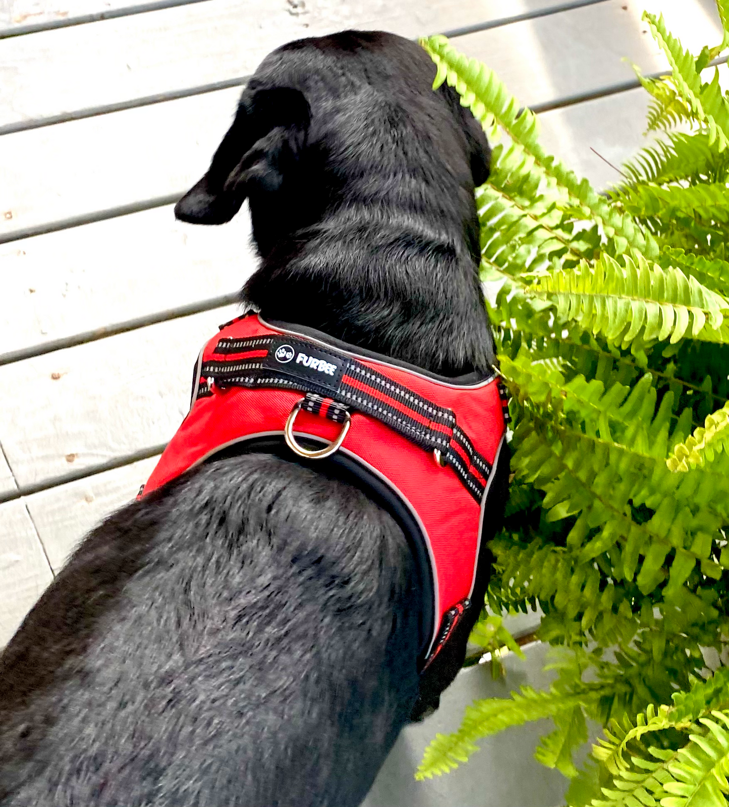 Dog Harness