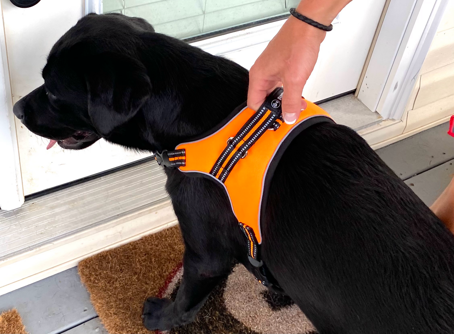 Dog Harness