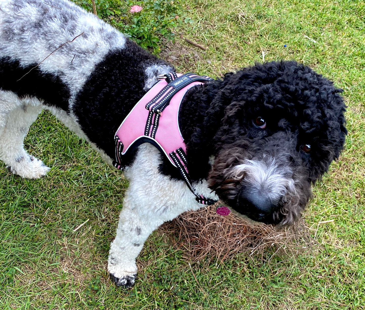 Dog Harness