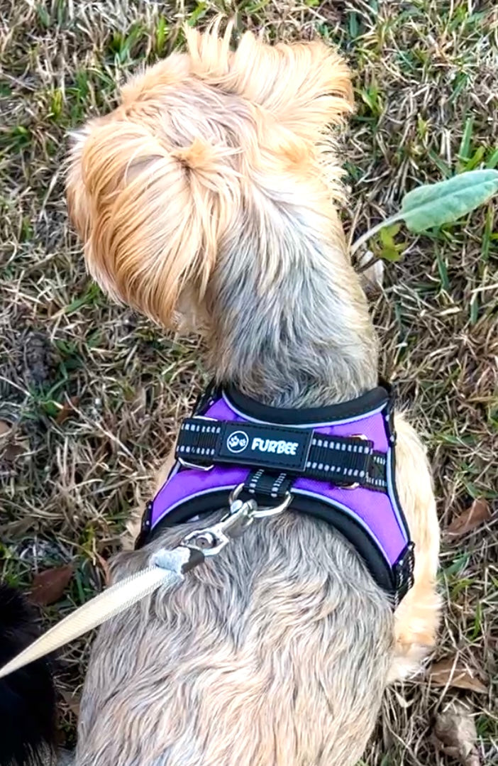 Dog Harness